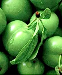 Erik (süt,can,papaz)