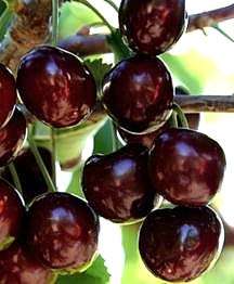 Kiraz ( Z900,Napolyon)