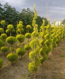 Şekilli Limoni Selvi